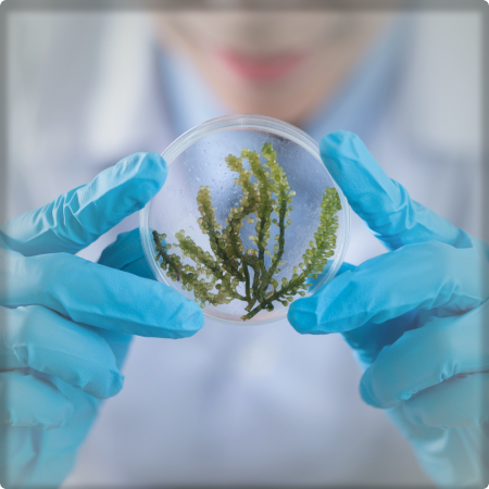 Photo of a researcher with blue gloves on holding a petri dish with leaves in it.