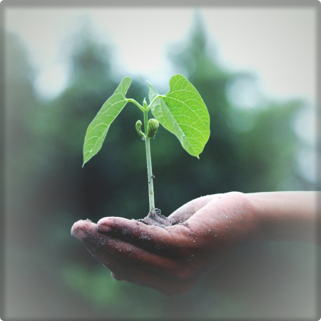 Hand holding a seedling